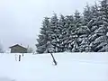 Cottage close to evergreen forest