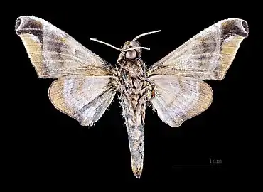 Male ventral MHNT
