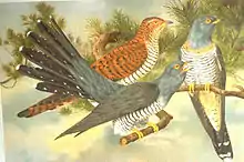 Common cuckooCuculus canorus
