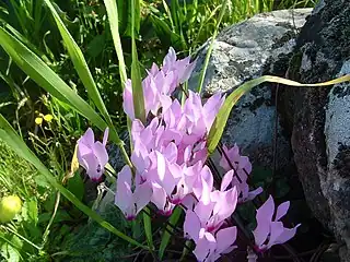 C.&nbsp;persicum