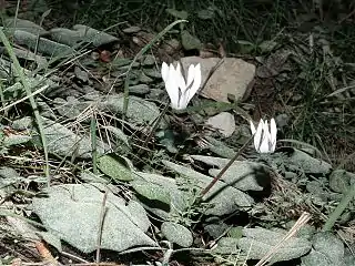 C.&nbsp;balearicum