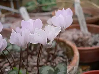 C.&nbsp;intaminatum