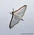 Cydalima laticostalis