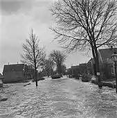 Terrapin traversing a submerged village street.