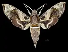 Male dorsal