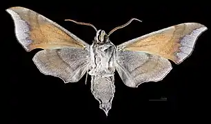 Male ventral