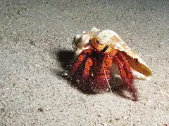 D. megistos at Komodo, Indonesia