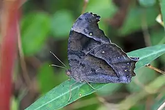 M. p. bethami dry-season formMadhya Pradesh, India