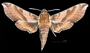 D. askoldensis  ♀