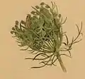 A carrot inflorescence inhabited by a larva