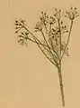 A larval web in an inflorescence of Pimpinella saxifraga