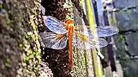 Young female