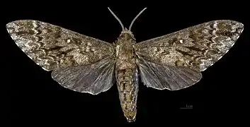 Female dorsal