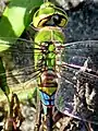 Segment 2 of female