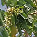 Flowers at Jayanti in  Buxa Tiger Reserve in Jalpaiguri district of  West Bengal, India