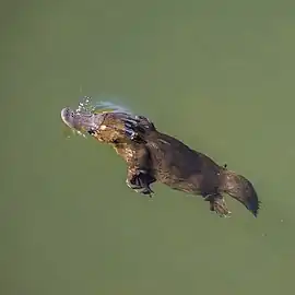 surfacing
