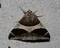 Dysgonia torrida