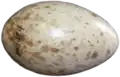An average whooping crane egg is 102 mm (4.0 in) long and weighs 208 g (7.3 oz)