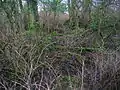 The ruins of old Fergushill Cottage and its garden remnants.