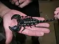 P. imperator is very docile and tolerant of human contact.