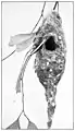 Nest of subspecies exsul. From Emu, 1912