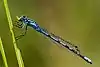 Enallagma cyathigerum
