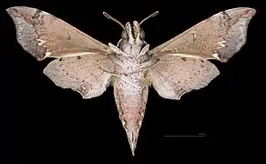 Male ventral