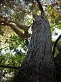 Escallonia revoluta