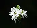 O. thyrsoides