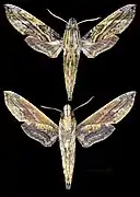 Eupanacra variolosa