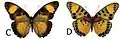E. c. nimbina female dorsal (c); ventral (d)