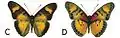 E. s. ferrea male dorsal (c); ventral (d)