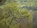 Mature tree in Tanzania
