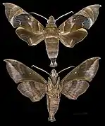 Eurypteryx bhaga