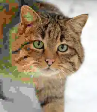 A composite image, where the different parts have different JPEG compression levels