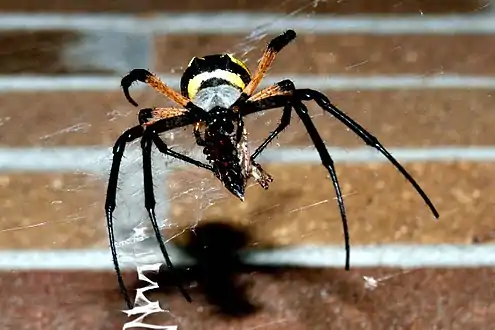 Female consuming a&nbsp;moth