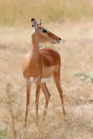 Image 9ImpalaPhotograph: Muhammad Mahdi KarimA female impala (Aepyceros melampus) photographed at Mikumi National Park, Tanzania. These medium-sized African antelopes inhabit savanna grasslands and woodlands close to water sources, feeding on grasses, forbs, monocots, dicots and foliage. They are fast runners and known for their leaping ability, reaching heights up to 3&nbsp;m (10&nbsp;ft).More selected pictures