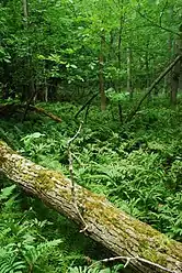 Ferns