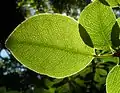 Leaf shape
