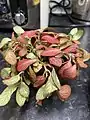 Fainted plant
