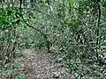 Virgin coastal Forest of Sinda Island.