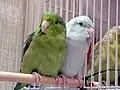 Male wild-type and female American white/dilute blue