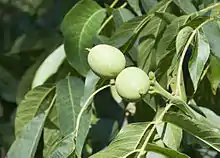 A couple of fresh nuts of a walnut (Junglans sp). Darboğaz, Ulukışla - Niğde, Turkey.