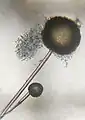Fungus on garlic cloves seen with the Foldscope