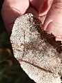 Blushing bracket, Daedaleopsis confragosa, discolouring where scratched