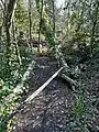 Winching strop around base of lodged Birch trunk, ready to pull