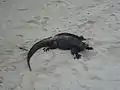 (Amblyrhynchus cristatus) in Tortuga Bay.