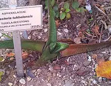 Gasteria tukhelensis has slender, smooth and shiny leaves