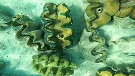 Underwater close up shot of giant clams in Silaki Island