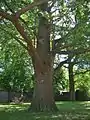 Ginkgo tree in Touro Cemetery, August 2015